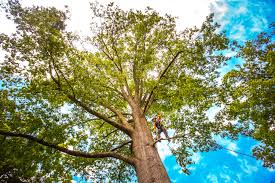 How Our Tree Care Process Works  in  Palos Park, IL