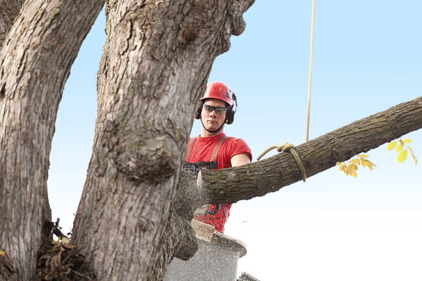 Best Stump Grinding and Removal  in Palos Park, IL